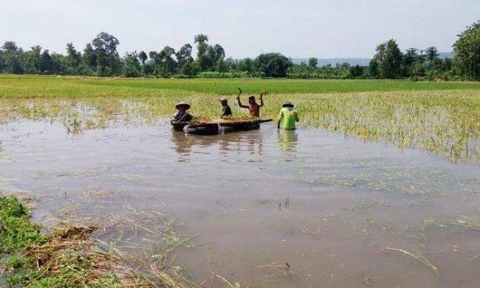 Dampak Banjir di Tulungagung, Petani Terpaksa Panen Dini Dampak Banjir di Tulungagung, Petani Terpaksa Panen Dini