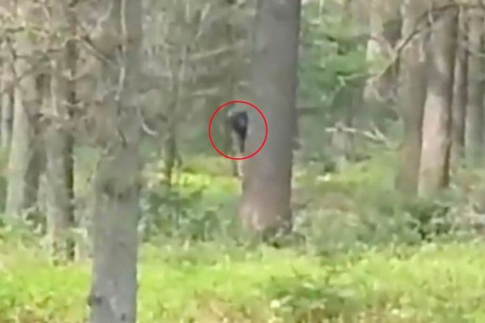 Bigfoot Muncul di Belanda? Ada Bayangan Hitam di Balik Pohon Bigfoot Muncul di Belanda? Ada Bayangan Hitam di Balik Pohon