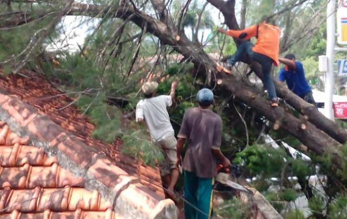 Hujan dan Angin Kencang Terjang Pamekasan, Pohon Besar Bertumbangan