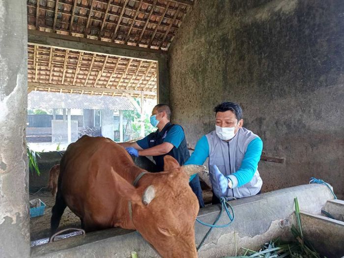 Tindak Lanjuti Kasus PMK, DKPP Kota Kediri Kembali Lakukan Vaksinasi di Tiga Kelurahan Tindak Lanjuti Kasus PMK, DKPP Kota Kediri Kembali Lakukan Vaksinasi di Tiga Kelurahan