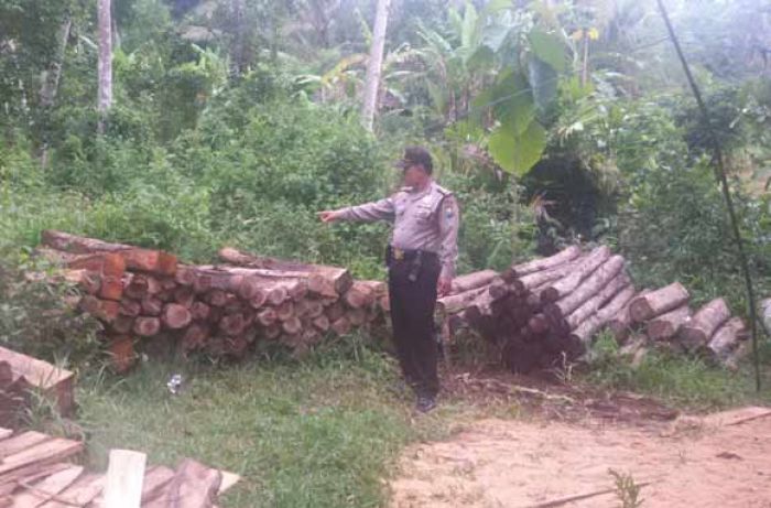 Polisi Temukan Ratusan Kayu Jati Diduga Curian Polisi Temukan Ratusan Kayu Jati Diduga Curian