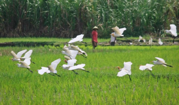 Munculnya Burung Bangau Putih saat Musim Tanam Padi di Mojokerto, Petani Diuntungkan Munculnya Burung Bangau Putih saat Musim Tanam Padi di Mojokerto, Petani Diuntungkan