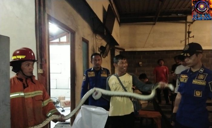 Bikin Heboh, Ular Piton Mendadak Mampir ke Warkop Cak Ri, Damkar Bertindak Bikin Heboh, Ular Piton Mendadak Mampir ke Warkop Cak Ri, Damkar Bertindak