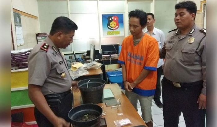 Ciduk Pengedar Sabu di Sidoarjo, Polisi Temukan Tanaman Ganja dalam Pot