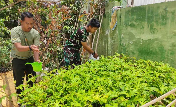 Kodim 0827/Sumenep Lakukan Pemeliharaan 890 Bibit Tanaman Produktif Kodim 0827/Sumenep Lakukan Pemeliharaan 890 Bibit Tanaman Produktif