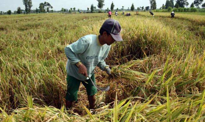 Sebanyak 64% Produksi Padi di Jatim Baru Dipanen Bulan April-Mei Sebanyak 64% Produksi Padi di Jatim Baru Dipanen Bulan April-Mei