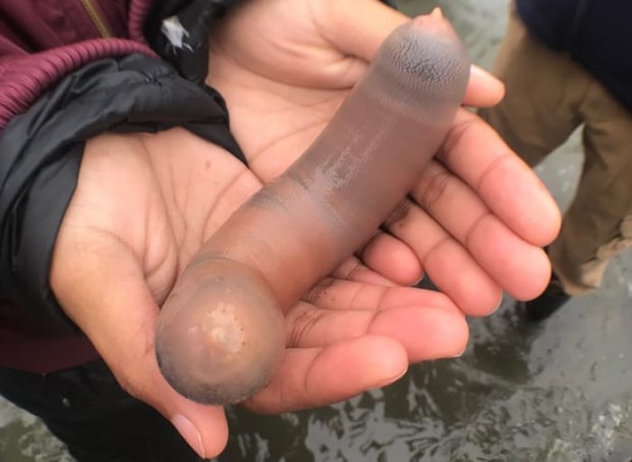 ​Ribuan Ikan Penis Muncul di Pantai California