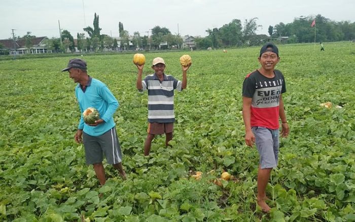 Video Petani Blewah di Jombang Kesal Karena Gagal Panen Viral di Medsos, Ini Penjelasannya