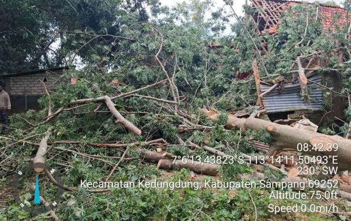 Diterpa Angin Kencang, Dua Pohon Tumbang Timpa Rumah Warga Kedungdung Sampang Diterpa Angin Kencang, Dua Pohon Tumbang Timpa Rumah Warga Kedungdung Sampang