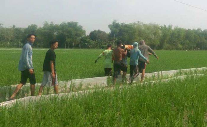 Petani di Bojonegoro Ditemukan Tewas di Sawah dengan Celana Terlepas Petani di Bojonegoro Ditemukan Tewas di Sawah dengan Celana Terlepas