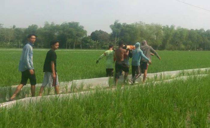 Petani di Bojonegoro Ditemukan Tewas di Sawah dengan Celana Terlepas