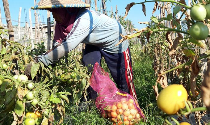 Pandemi, Harga Tomat Terjun Bebas Hingga Rp 1.000 per Kilogram dan Timun Rp 500 per Kilogram Pandemi, Harga Tomat Terjun Bebas Hingga Rp 1.000 per Kilogram dan Timun Rp 500 per Kilogram