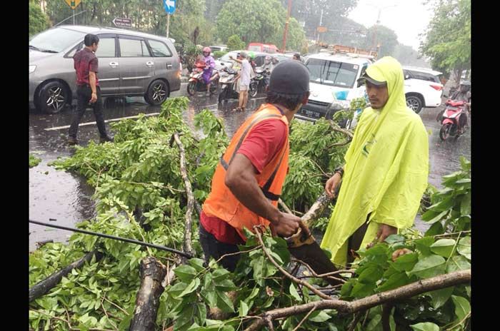 Hujan Angin di Sidoarjo Tumbangkan Pohon Hingga Akibatkan Macet