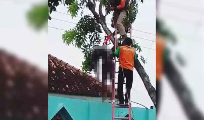 Pemangkas Pohon di Pamekasan Tewas Kesetrum Pemangkas Pohon di Pamekasan Tewas Kesetrum