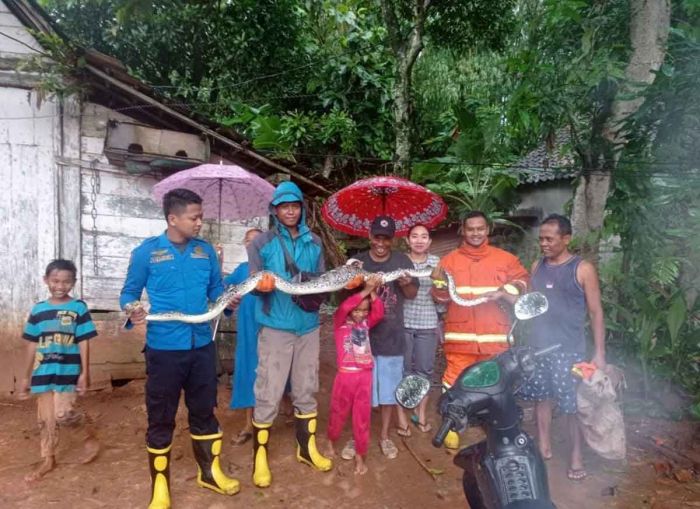 Sering Mangsa Hewan Ternak, Ular Piton Sepanjang 2,5 Meter Diamankan Damkar Tuban Sering Mangsa Hewan Ternak, Ular Piton Sepanjang 2,5 Meter Diamankan Damkar Tuban