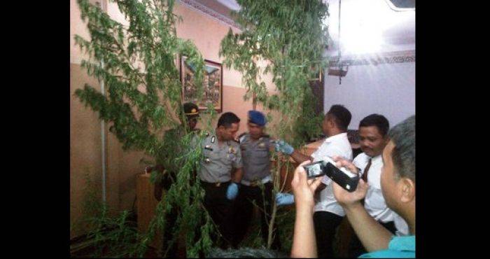 Temuan Kebun Ganja di Lumajang, Polisi Tetapkan 5 Tersangka dan 1 DPO Temuan Kebun Ganja di Lumajang, Polisi Tetapkan 5 Tersangka dan 1 DPO