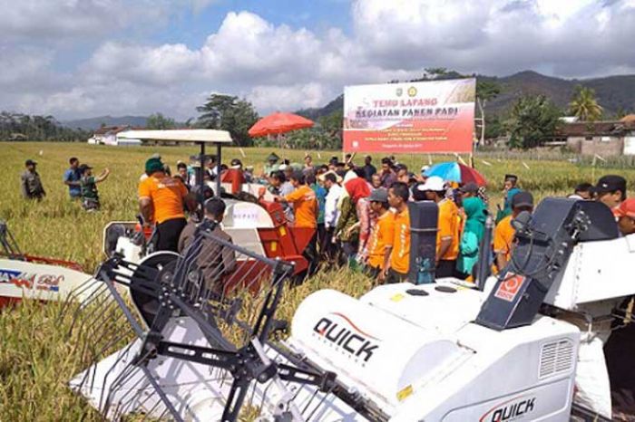 Trenggalek Panen Padi Organik Trenggalek Panen Padi Organik