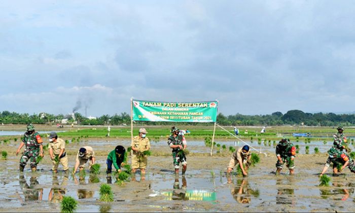 Pinta Jajarannya Terus Dampingi Petani, Upaya Kodim 0811/Tuban Wujudkan Ketahanan Pangan Nasional Pinta Jajarannya Terus Dampingi Petani, Upaya Kodim 0811/Tuban Wujudkan Ketahanan Pangan Nasional