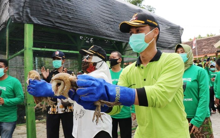 Bupati Bojonegoro Dorong Petani Pelihara Burung Hantu untuk Basmi Hama Tikus Bupati Bojonegoro Dorong Petani Pelihara Burung Hantu untuk Basmi Hama Tikus