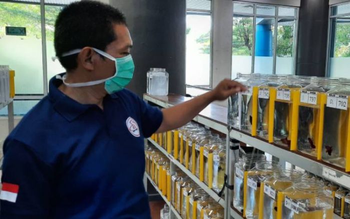 Jadi Penghasil Cupang Istimewa di Indonesia, Kediri Siap Sambut Kontes Berhadiah Mobil Jadi Penghasil Cupang Istimewa di Indonesia, Kediri Siap Sambut Kontes Berhadiah Mobil