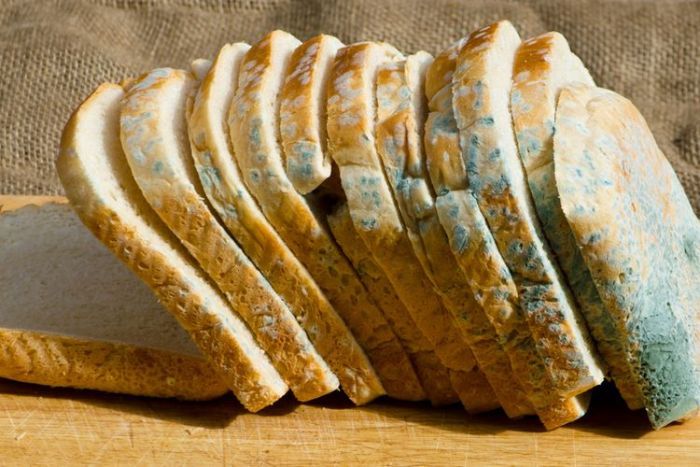 Efek Makan Roti yang Sudah Berjamur Efek Makan Roti yang Sudah Berjamur