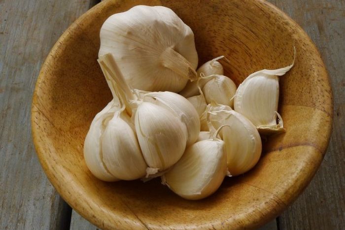 4 Obat Antibiotik Alami Ampuh Bunuh Bakteri 4 Obat Antibiotik Alami Ampuh Bunuh Bakteri