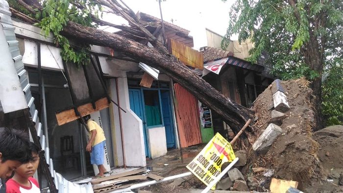 Selain Angin, Pembangunan Trotoar Jadi Penyebab Pohon Tumbang di Bojonegoro