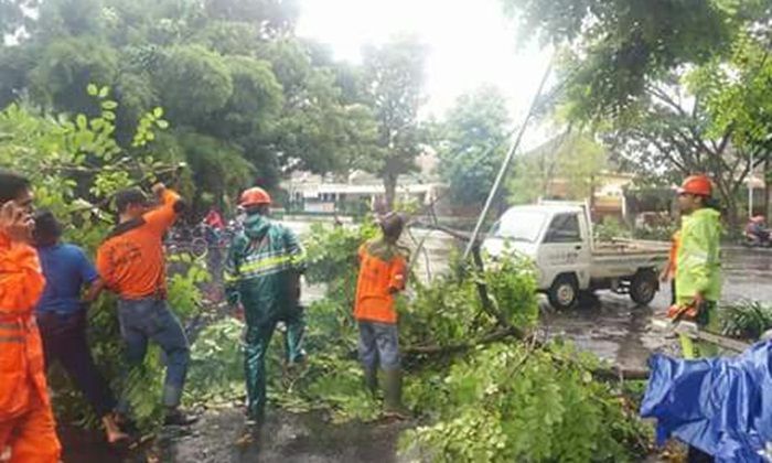 Hujan Deras Disertai Angin di Kota Malang Tumbangkan Pohon Hujan Deras Disertai Angin di Kota Malang Tumbangkan Pohon