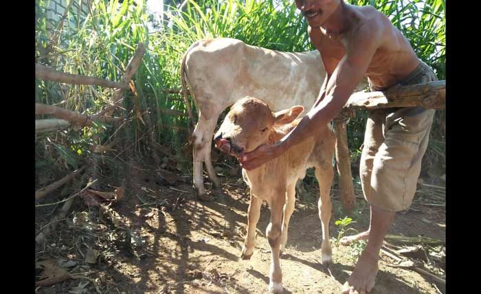 Sapi Bermata Tiga dan Bermoncong Dua di Tuban Bikin Geger Warga