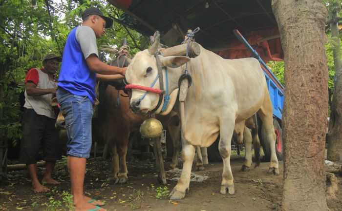 Di Kabupaten Kediri Belum Ditemukan Penyakit Mulut dan Kuku pada Hewan Ternak