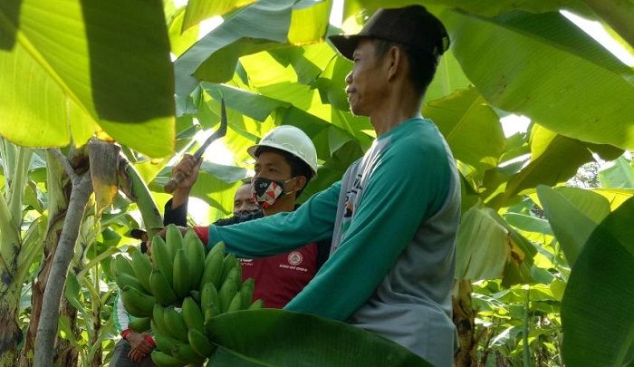 Menteri PDTT Panen Pisang Cavendish, Emil: Pemprov Dukung Pengembangan Ekspor Menteri PDTT Panen Pisang Cavendish, Emil: Pemprov Dukung Pengembangan Ekspor