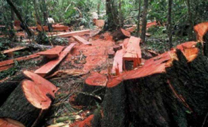 Bonceng Jati Curian, Warga Sumberjati Mojokerto Dibui Bonceng Jati Curian, Warga Sumberjati Mojokerto Dibui