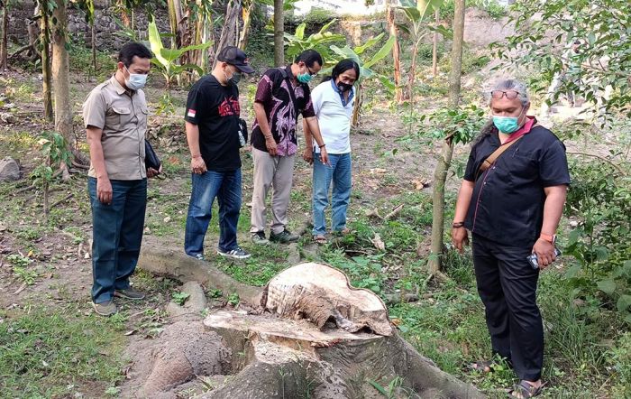 Dicek Tim BKSDA Jatim, Ternyata Karang Taruna yang Tebang 10 Pohon Besar di Sumber Mbah Jenggot