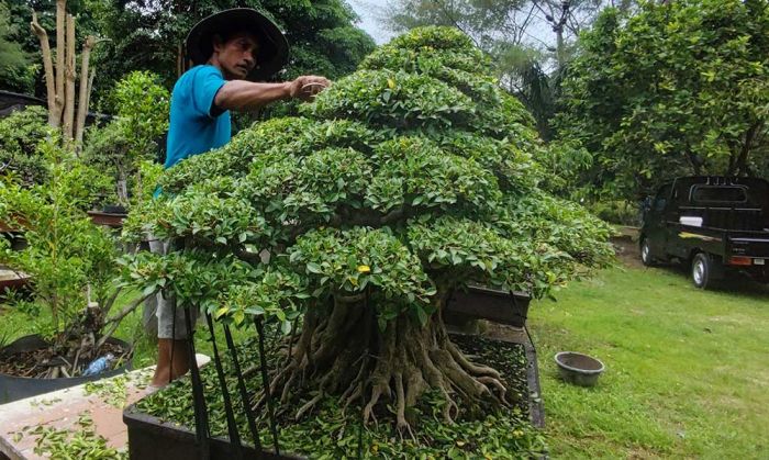 Bonsai Kimeng Milik Ketua Rubi Kediri ini Dihargai Rp500 Juta