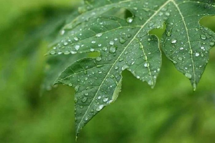 Ternyata Ini Manfaat Daun Pepaya, Salah Satunya untuk Turunkan Risiko Diabetes Ternyata Ini Manfaat Daun Pepaya, Salah Satunya untuk Turunkan Risiko Diabetes