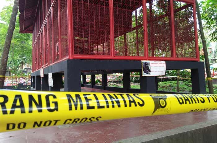 Usai Serang Balita, Pemkot Blitar Segera Lakukan Evaluasi Kandang Siamang di Kebonrojo Usai Serang Balita, Pemkot Blitar Segera Lakukan Evaluasi Kandang Siamang di Kebonrojo