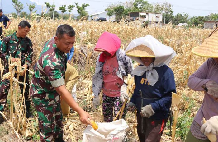 Bersama Warga Desa Pagung, Dandim 0809/Kediri Panen Jagung di Lokasi TMMD ke-122 Bersama Warga Desa Pagung, Dandim 0809/Kediri Panen Jagung di Lokasi TMMD ke-122
