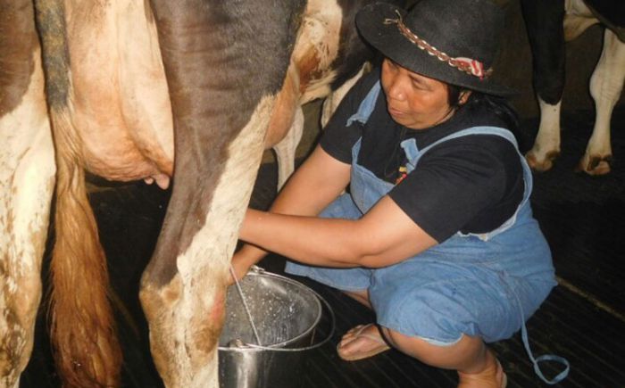 Diolah Jadi Berbagai Produk, Susu Sapi Brau Kota Batu Tetap Bertahan di Tengah Pandemi Covid-19 Diolah Jadi Berbagai Produk, Susu Sapi Brau Kota Batu Tetap Bertahan di Tengah Pandemi Covid-19