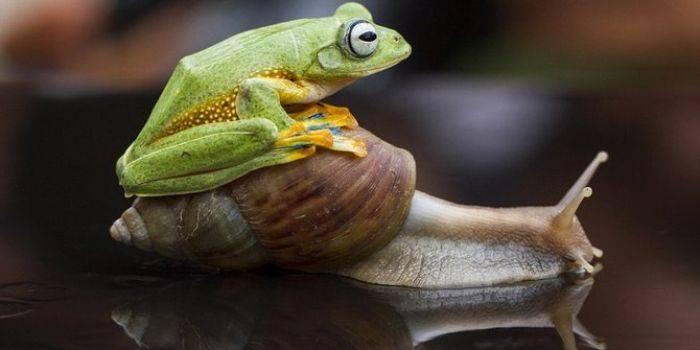 Foto Katak Digendong Bekicot Jadi Perbincangan Dunia