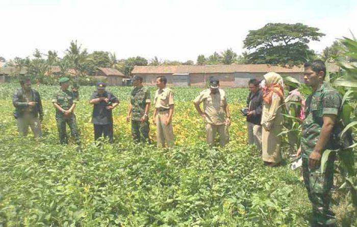Desa Mojo Panen Raya Kedele, Geliat Sukseskan Swasembada Pangan Desa Mojo Panen Raya Kedele, Geliat Sukseskan Swasembada Pangan