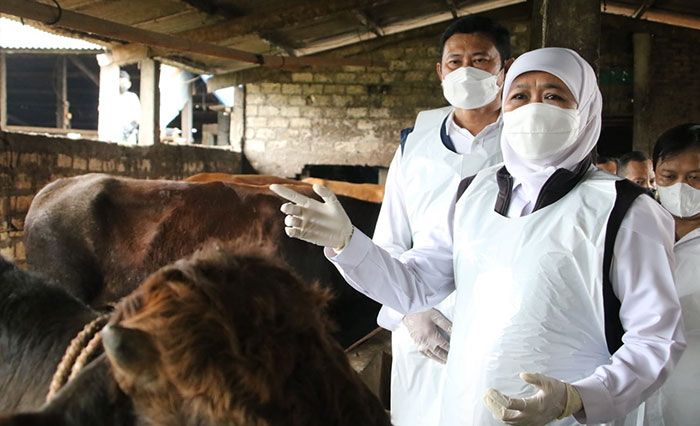 Putus Penyebaran Virus PMK, Pasar Hewan Lamongan Ditutup Putus Penyebaran Virus PMK, Pasar Hewan Lamongan Ditutup
