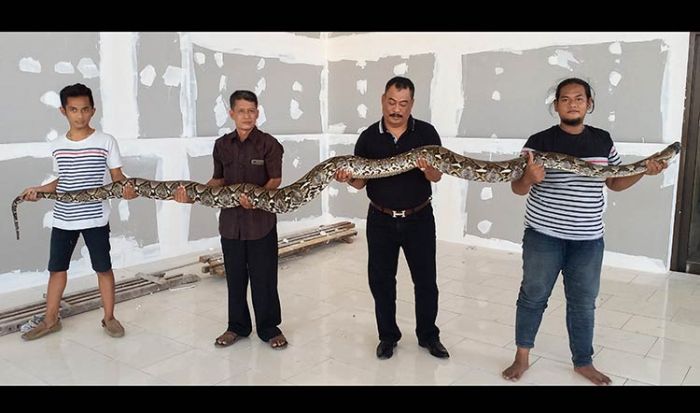 Buka Bisnis Kafe, Pengusaha Sueb Abdullah Temukan Ular Piton 4,5 Meter