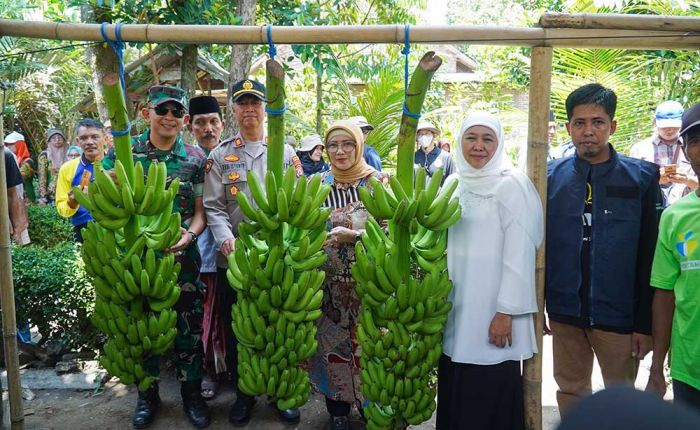 Panen Pisang Bersama Petani Millenial Lumajang, Khofifah Dorong Ekstensifikasi Lahan