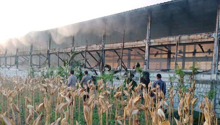 Dua Kandang Susun Terbakar, Puluhan Ribu Ayam di Tuban Hangus Terpanggang, Kerugian Capai Miliaran Dua Kandang Susun Terbakar, Puluhan Ribu Ayam di Tuban Hangus Terpanggang, Kerugian Capai Miliaran
