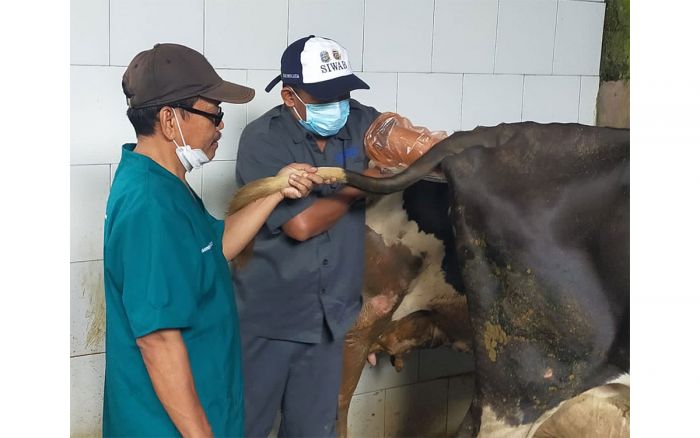 Tingkatkan Populasi Ternak, Disnak Pasuruan Kerja Sama dengan Balai Embrio Transfer Tingkatkan Populasi Ternak, Disnak Pasuruan Kerja Sama dengan Balai Embrio Transfer