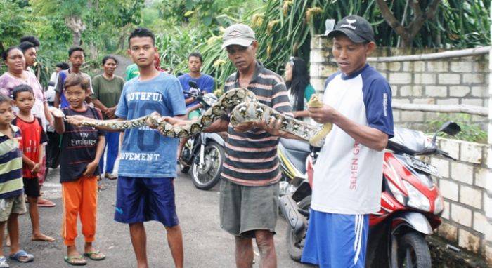 Ular Raksasa Hebohkan Kampung Bektiharjo Tuban Ular Raksasa Hebohkan Kampung Bektiharjo Tuban