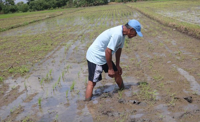 ​Baru Tanam, Padi di Jombang Diserang Hama Tikus