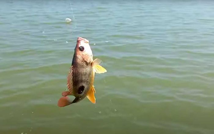 Mancing di Muara dengan Udang Hidup Plus Essen ini, Dijamin Gacor!