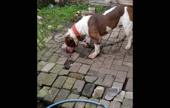 Tewasnya Bocah di Malang Akibat Gigitan Anjing, Polisi Minta Bantuan Dokter Hewan Tewasnya Bocah di Malang Akibat Gigitan Anjing, Polisi Minta Bantuan Dokter Hewan