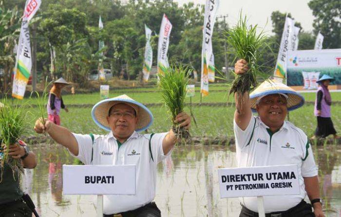 Petrokimia Gresik Kembangkan Teknologi Budidaya Tanaman Padi Petrokimia Gresik Kembangkan Teknologi Budidaya Tanaman Padi